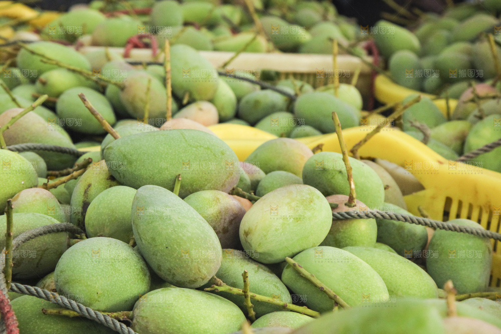 树上的小台芒