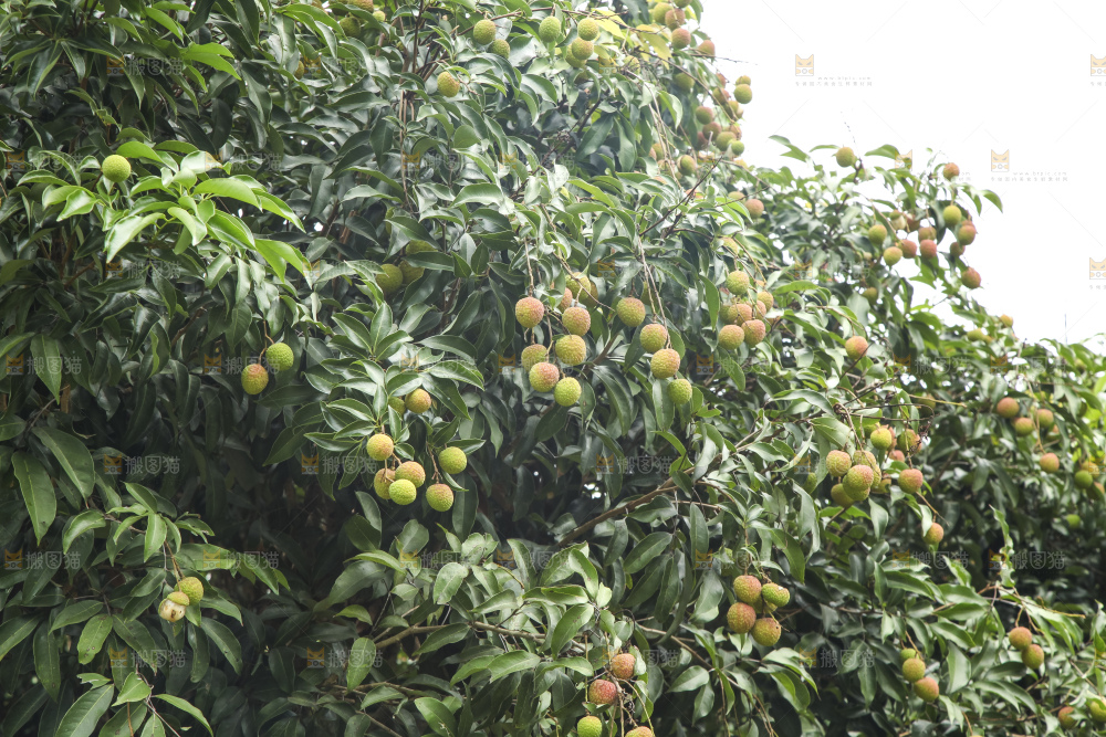 树上的荔枝