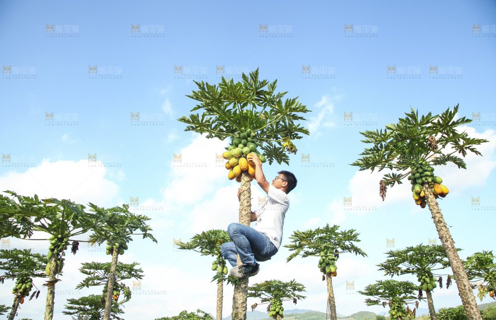 树上的木瓜