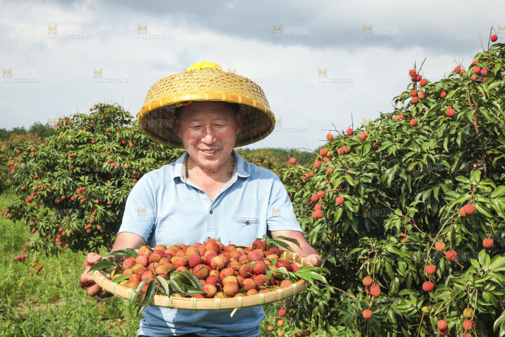 树上的荔枝