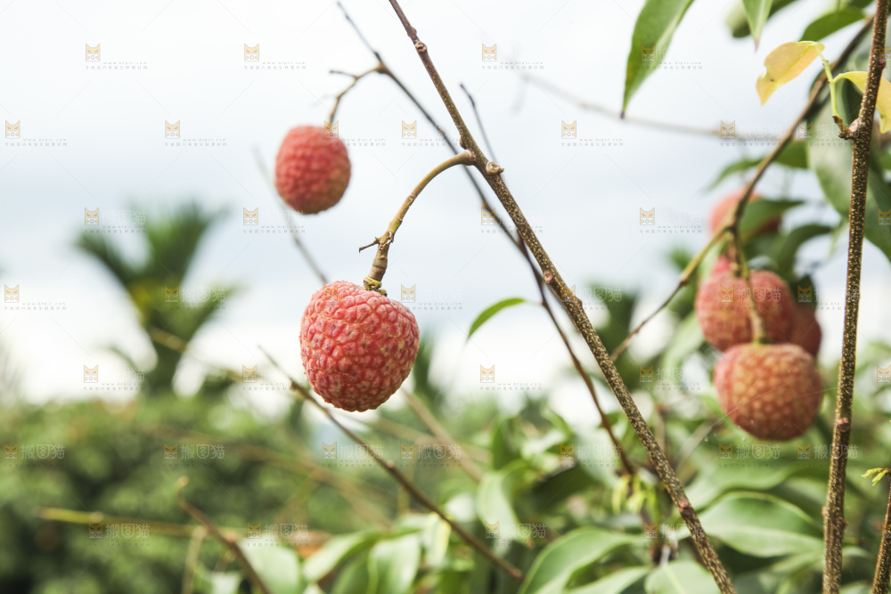 树上的荔枝
