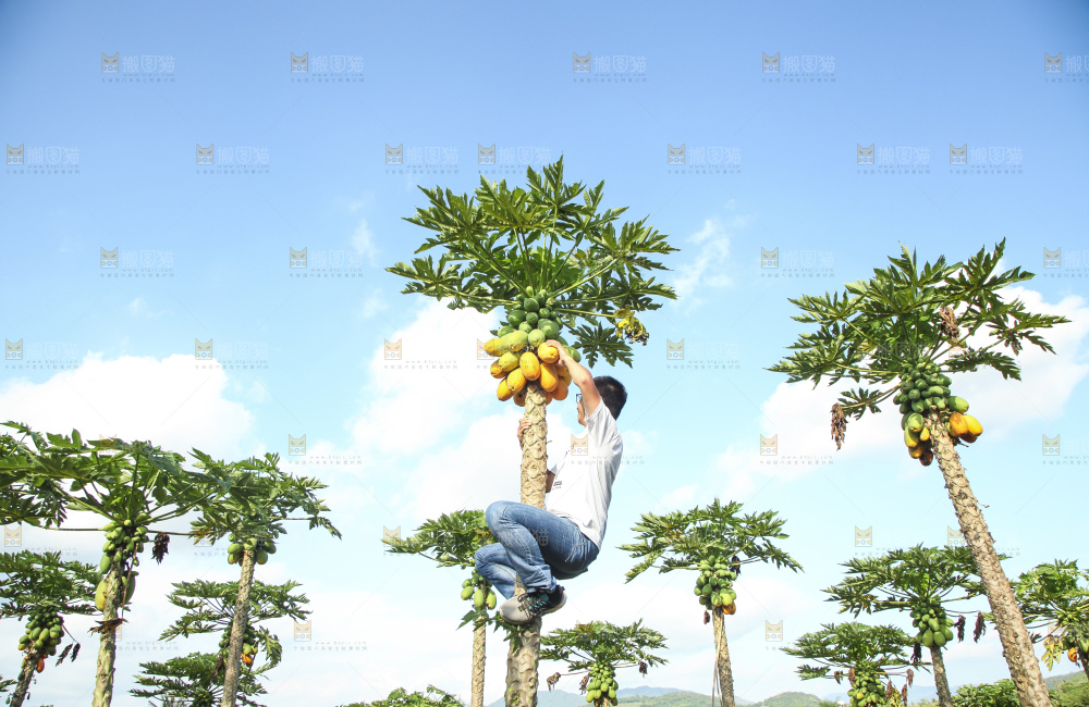树上的木瓜