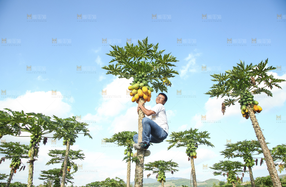 树上的木瓜