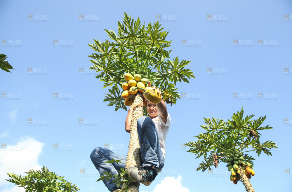 树上的木瓜