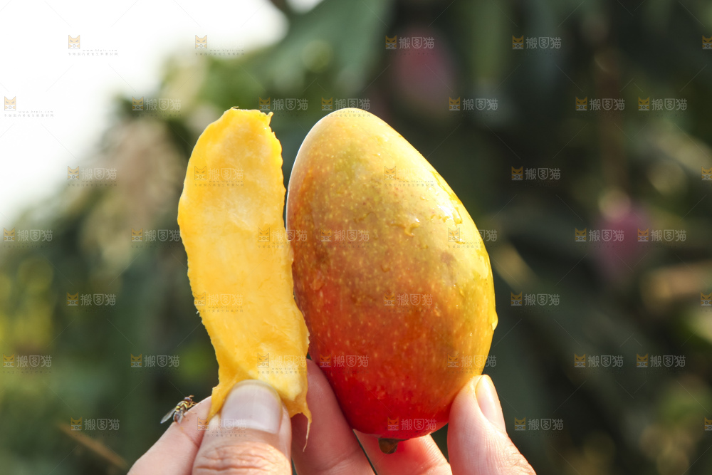 树上的新鲜芒果