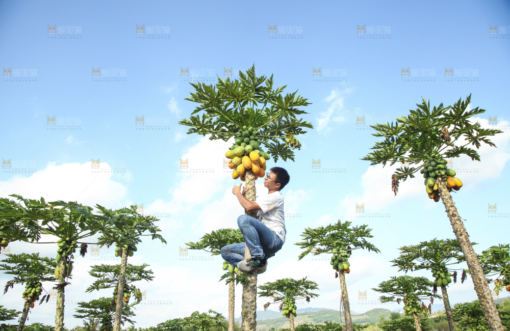 树上的木瓜