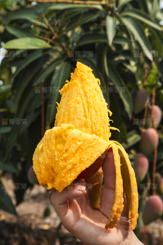 树上的新鲜芒果