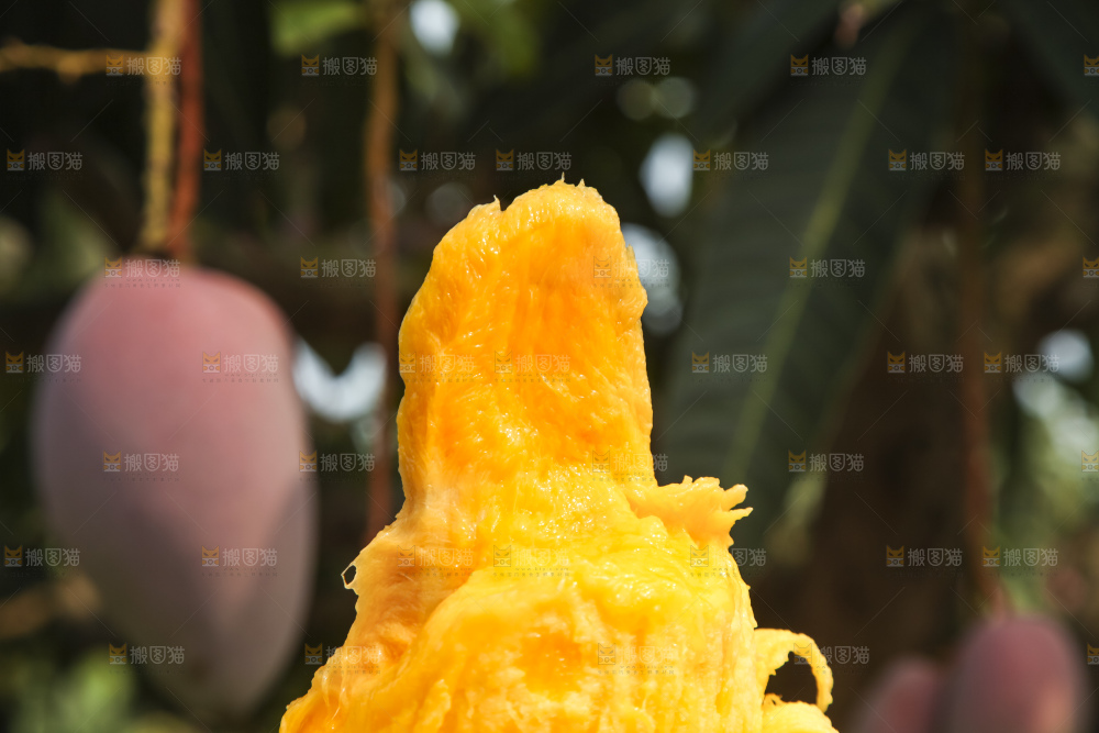 树上的新鲜芒果