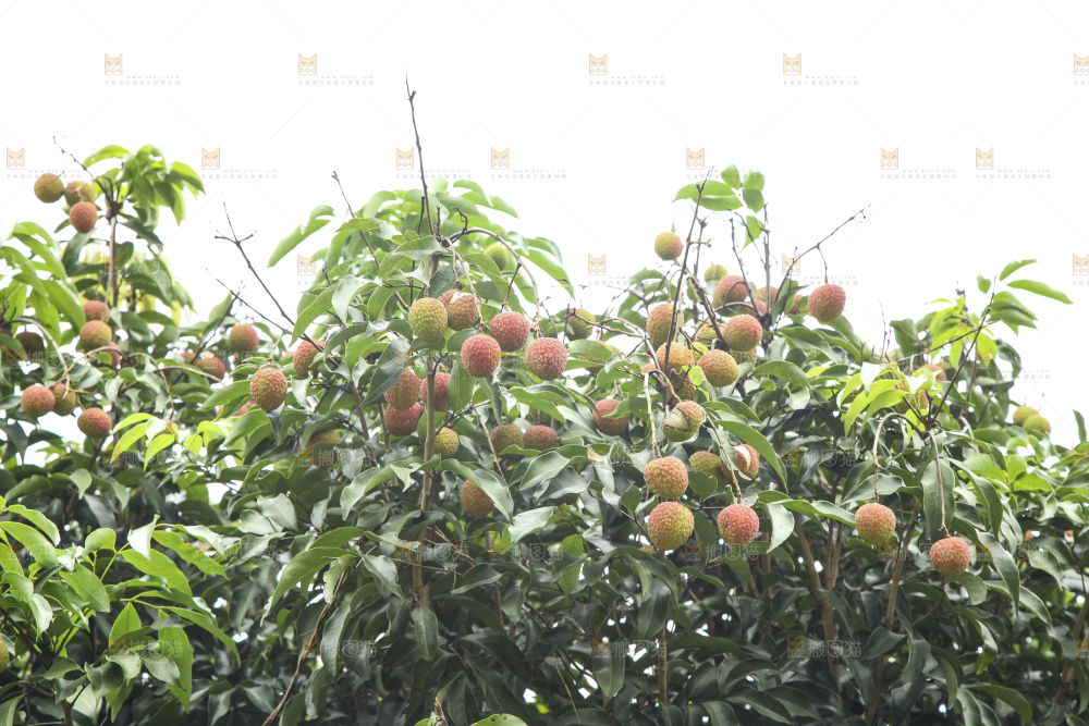 树上的荔枝