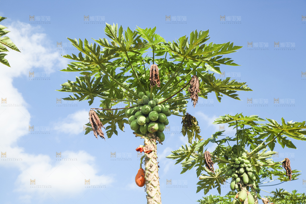 树上的木瓜