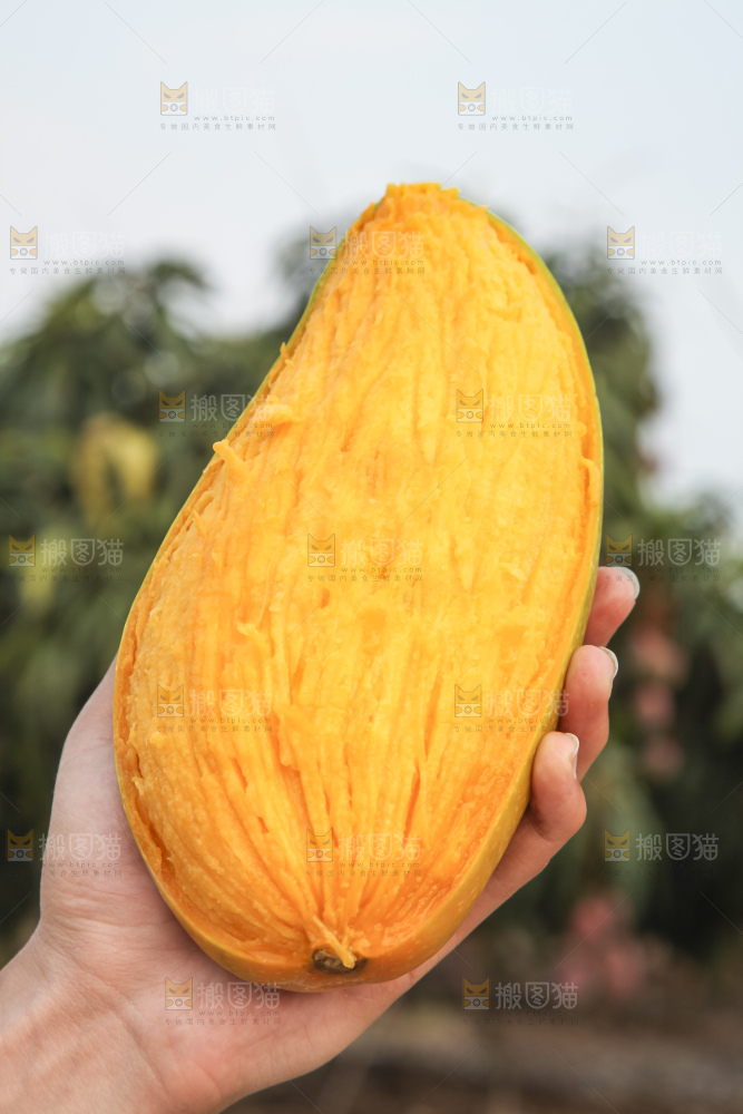 手里拿着金煌芒