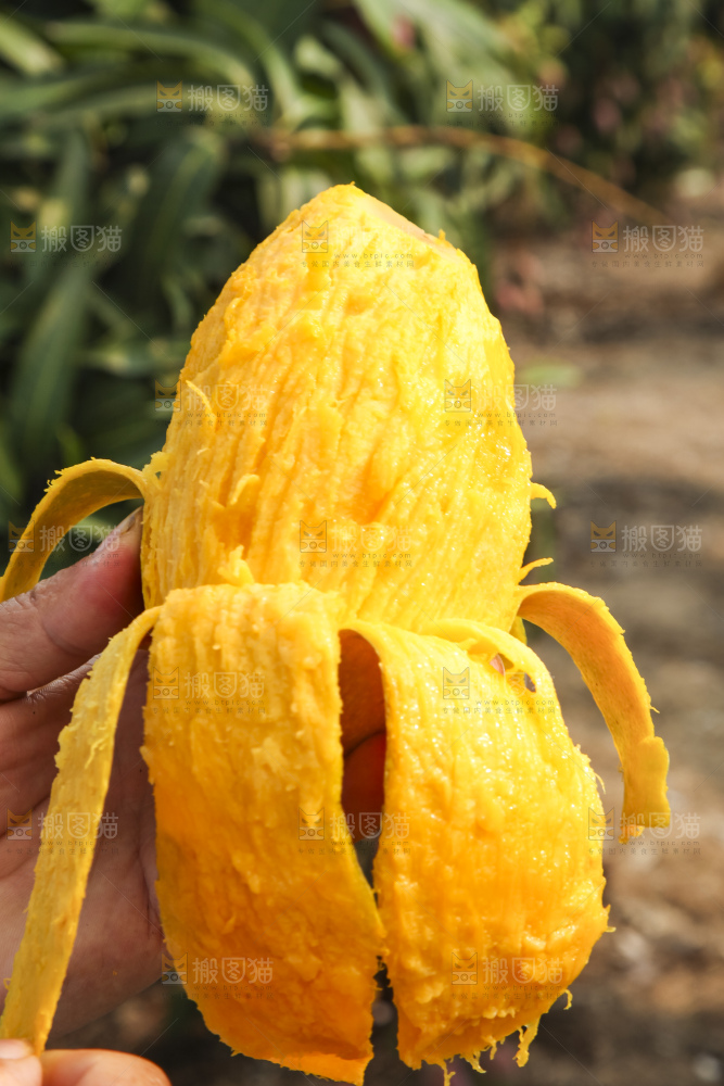 树上的新鲜芒果