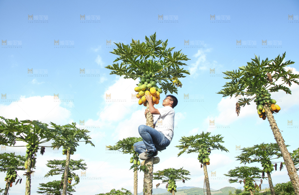 树上的木瓜