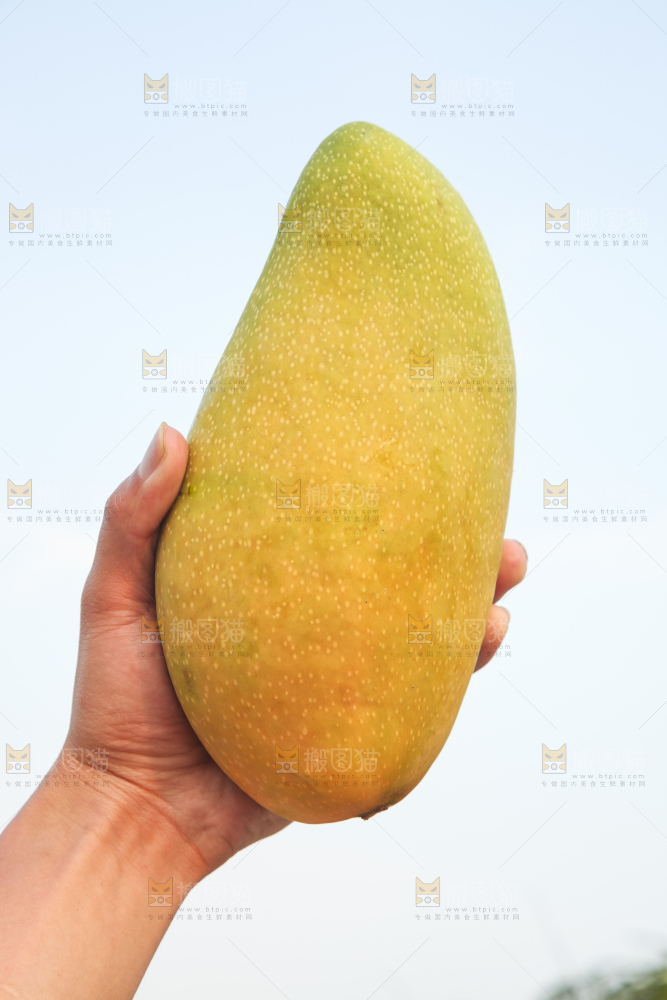 手里拿着金煌芒
