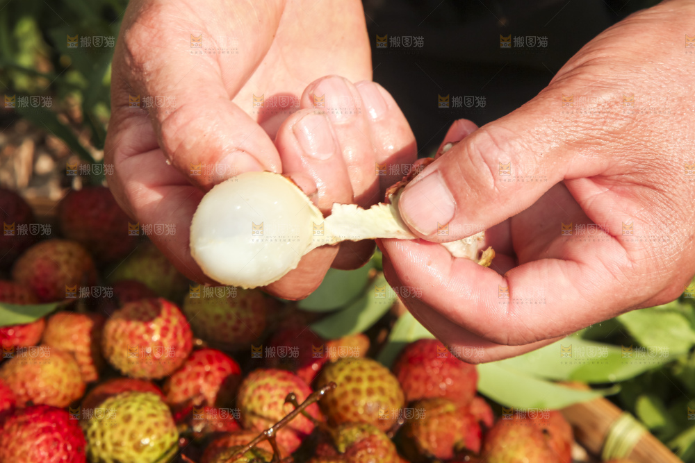 树上的荔枝