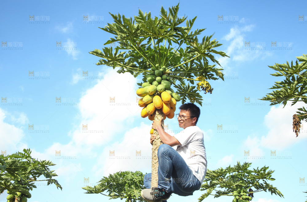 树上的木瓜