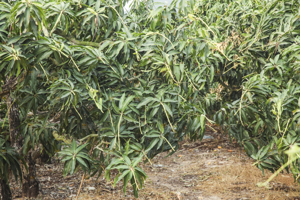 树上的新鲜芒果