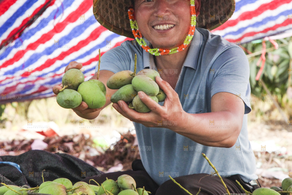 树上的小台芒