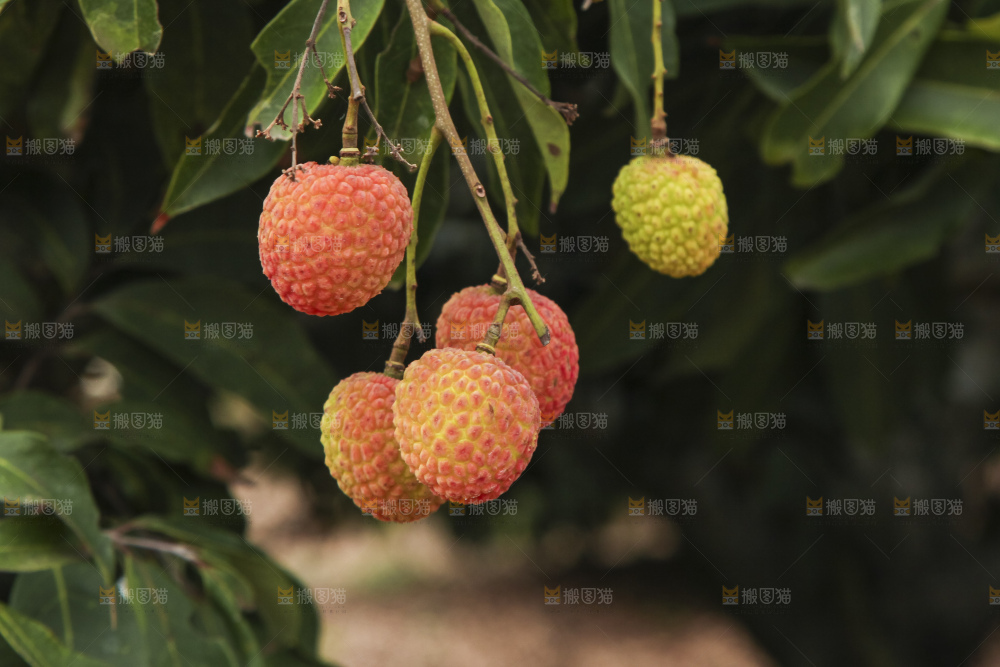 树上的荔枝