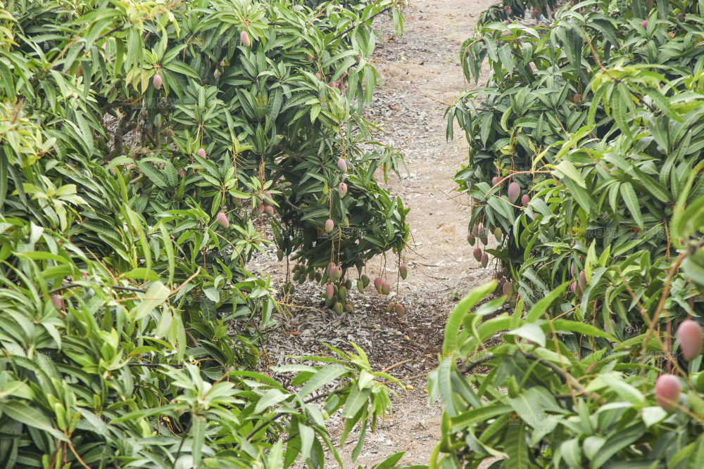 树上的新鲜芒果