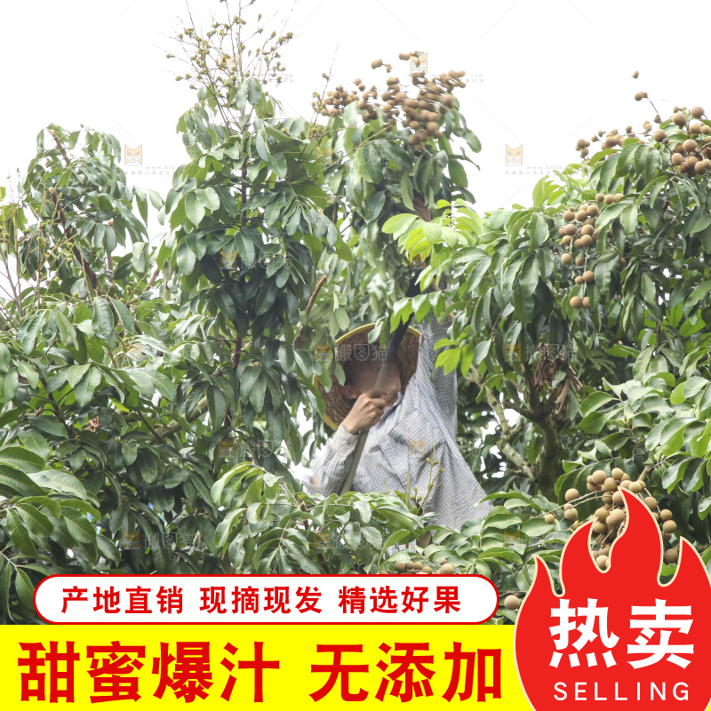 树上的新鲜龙眼