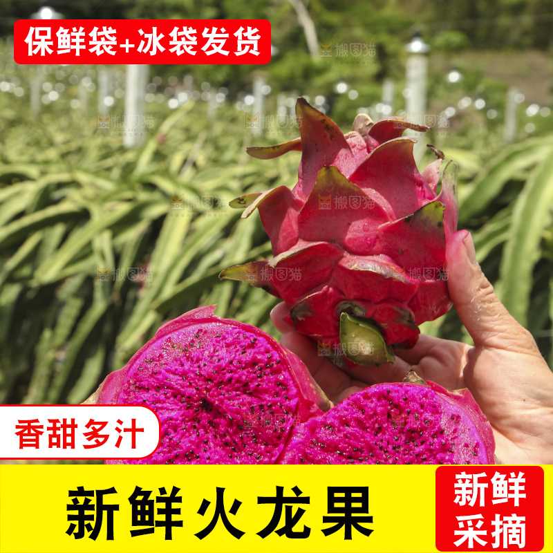 火龙果产地