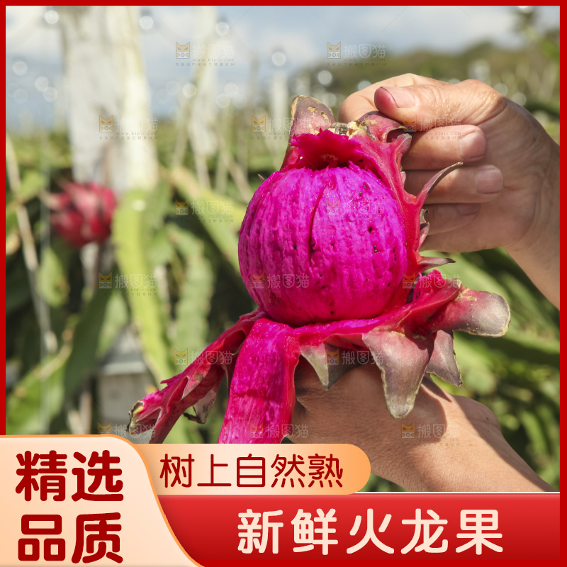 火龙果产地