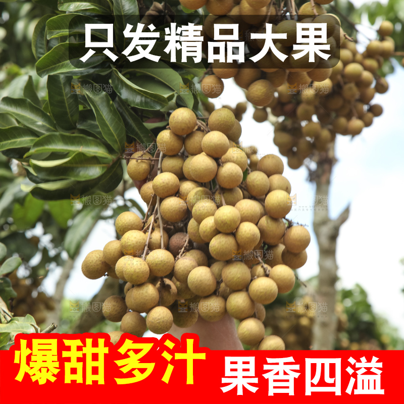 树上的新鲜龙眼