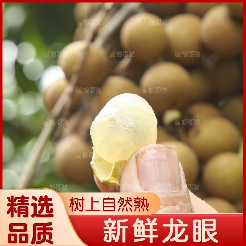 树上的新鲜龙眼