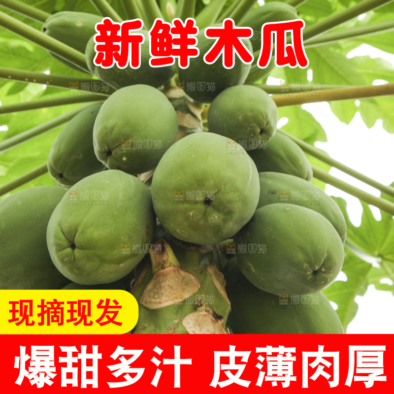 树上的木瓜
