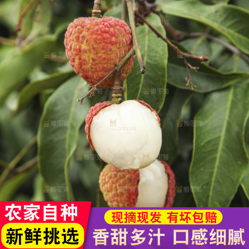 树上的荔枝