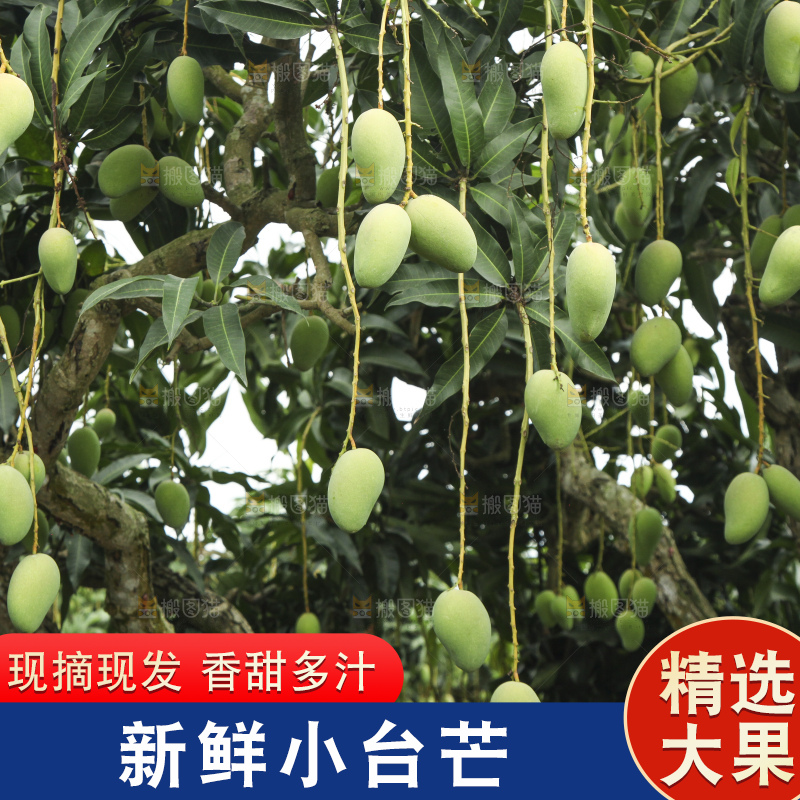 树上的小台芒