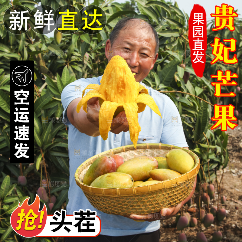 树上的新鲜芒果