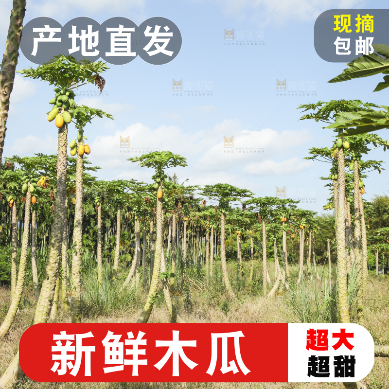 树上的木瓜