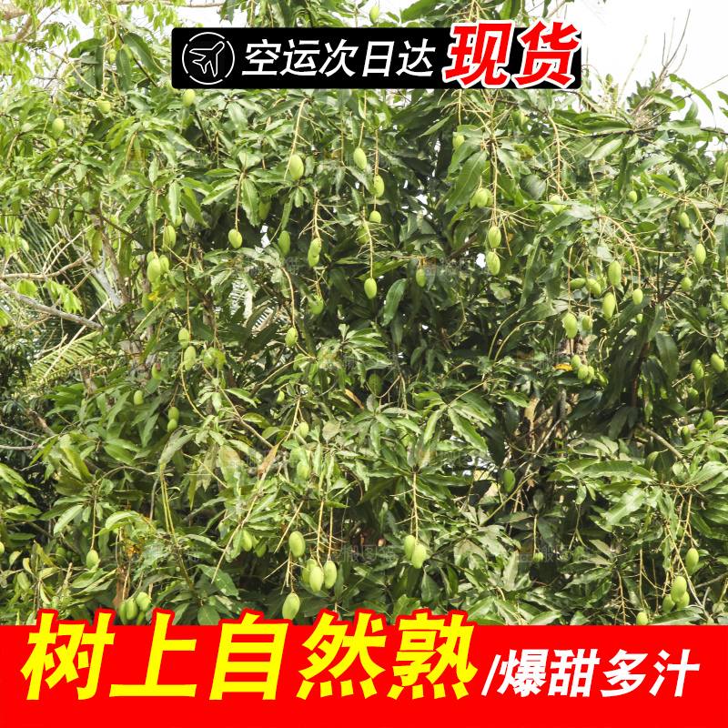 树上的小台芒