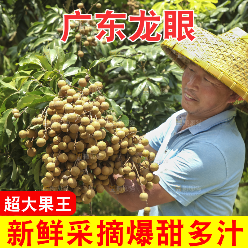 树上的新鲜龙眼