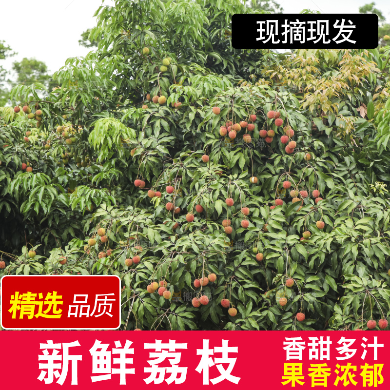 树上的荔枝