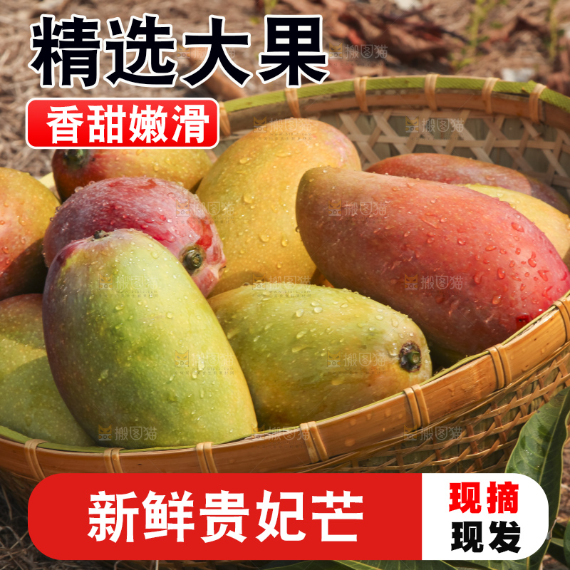 树上的新鲜芒果