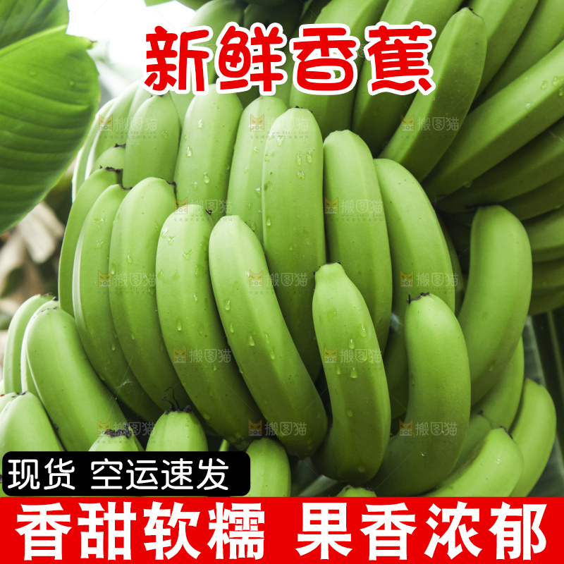 树上的新鲜香蕉