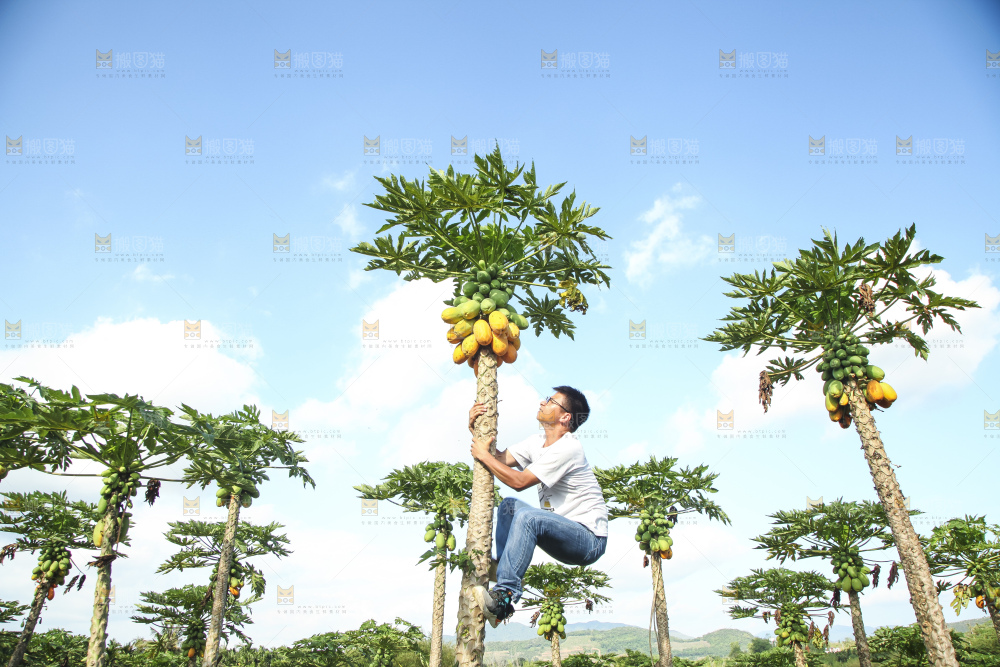 树上的木瓜