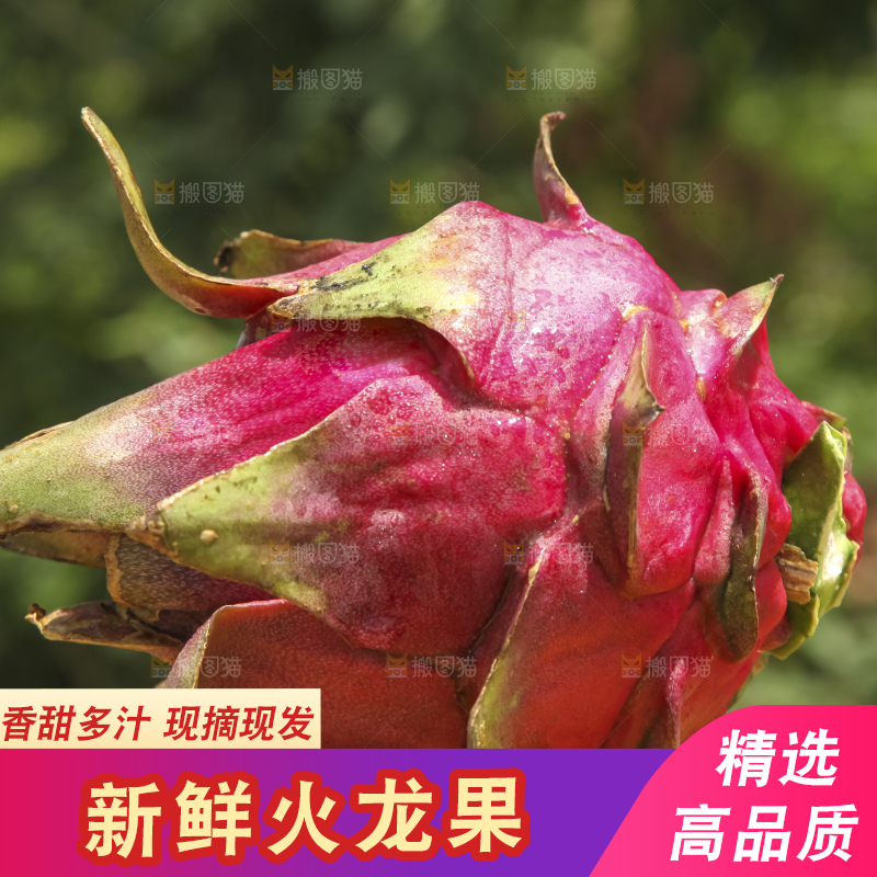 火龙果产地