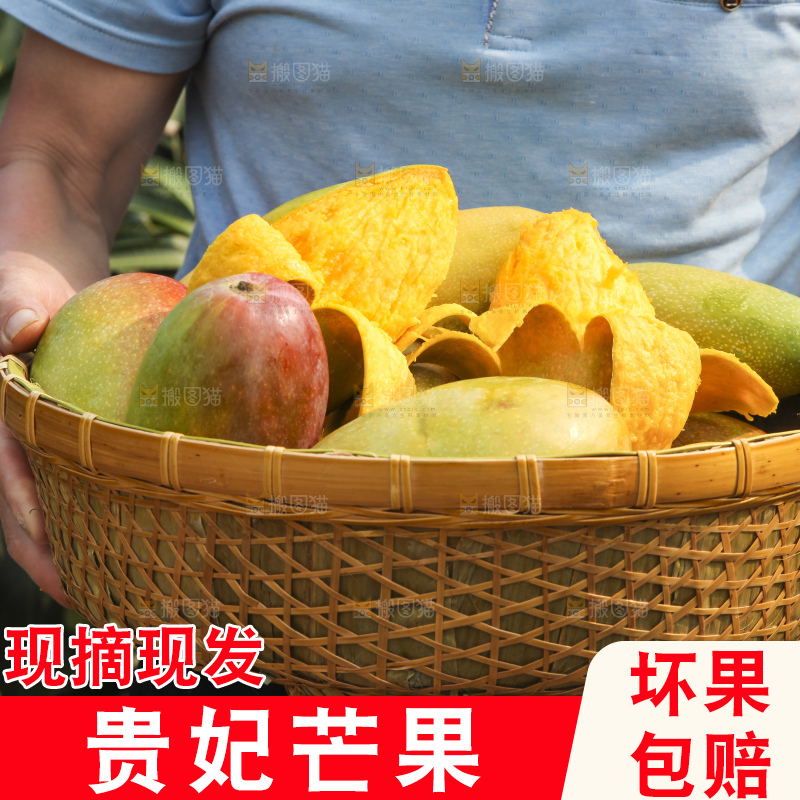 树上的新鲜芒果