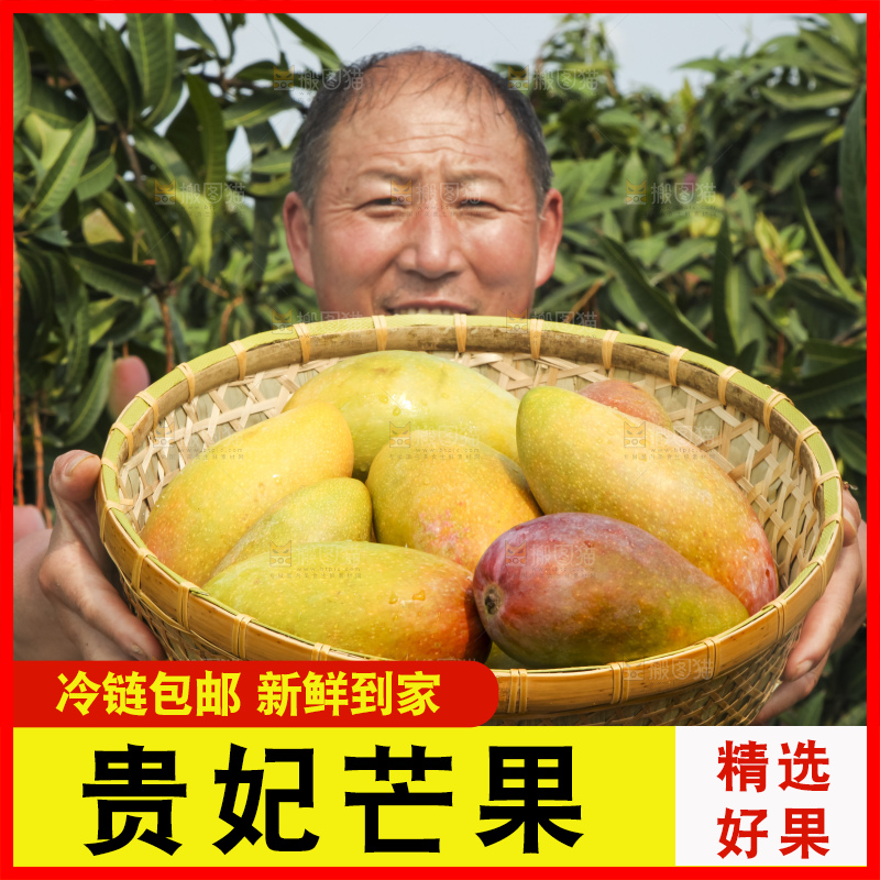 树上的新鲜芒果
