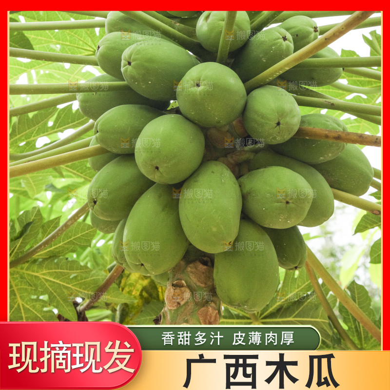 树上的木瓜