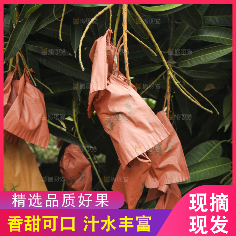 树上的新鲜芒果