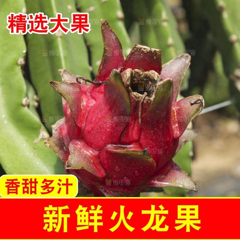 火龙果产地
