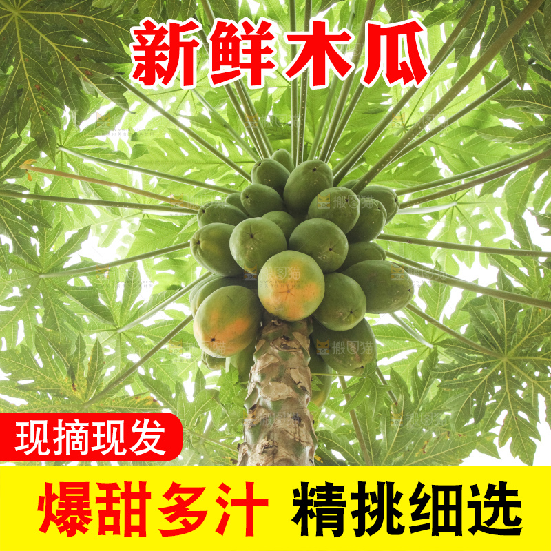 树上的木瓜