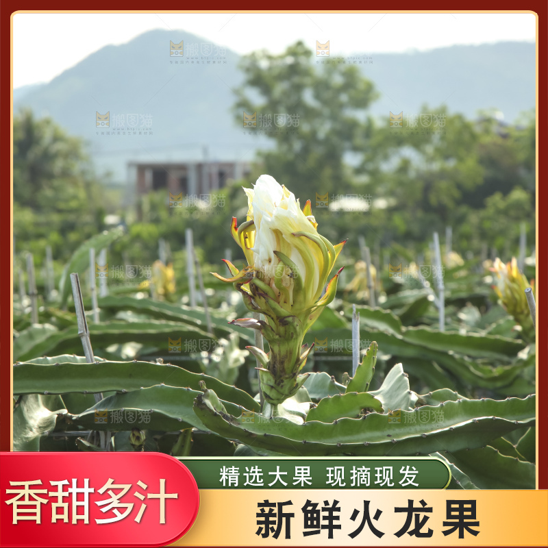 火龙果产地