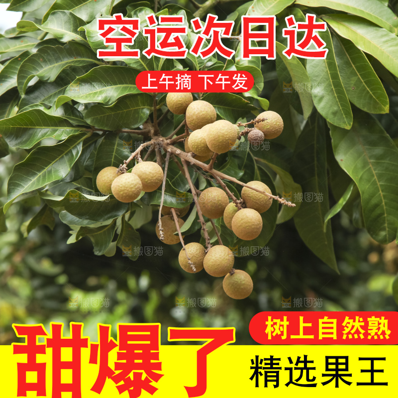 树上的新鲜龙眼