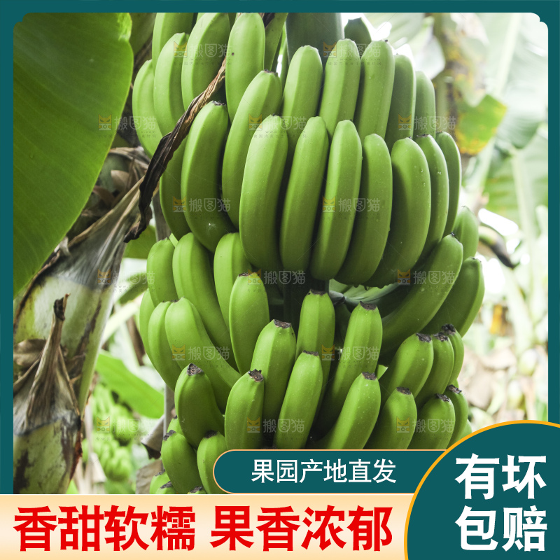 树上的新鲜香蕉